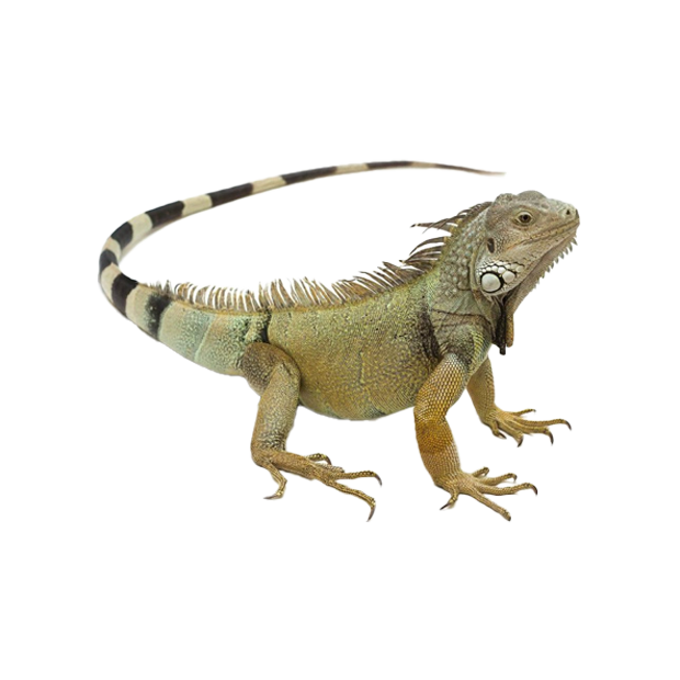Imagem do peixe Iguana